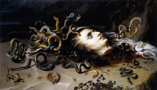 medusa rubens