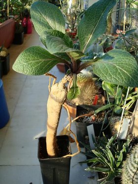 mandragora.jpg